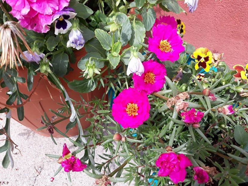  - 2018 - În grădină