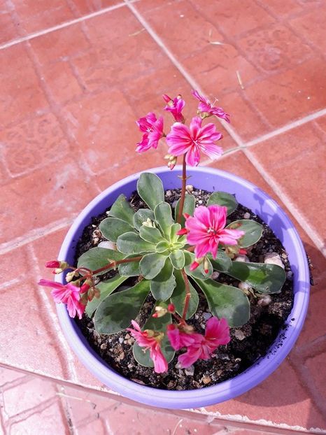  - 2018 - În grădină