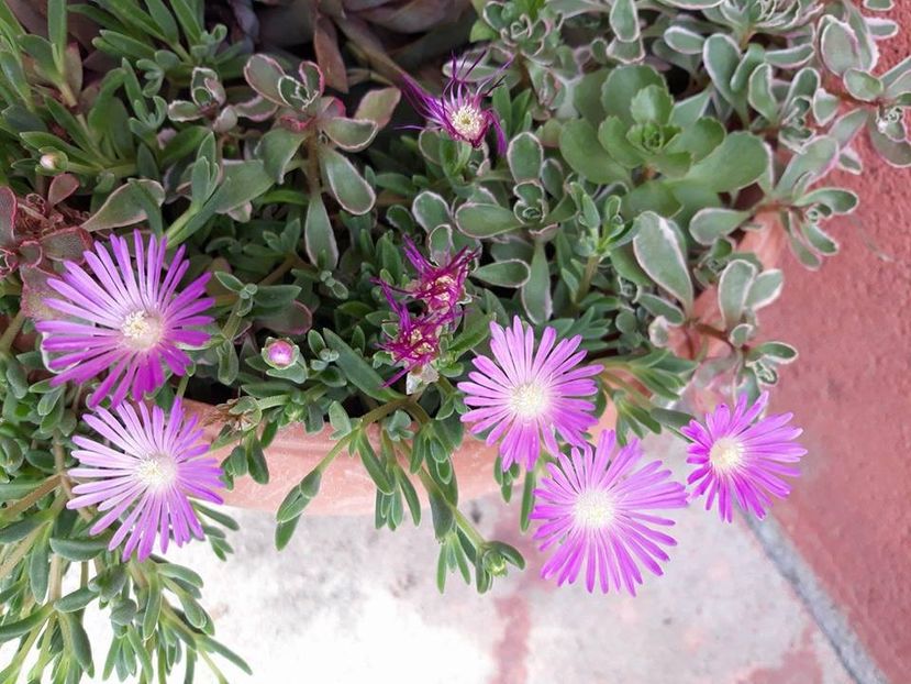 34345980_10205203714650013_7412445487912976384_n - Copie - 2018 - În grădină