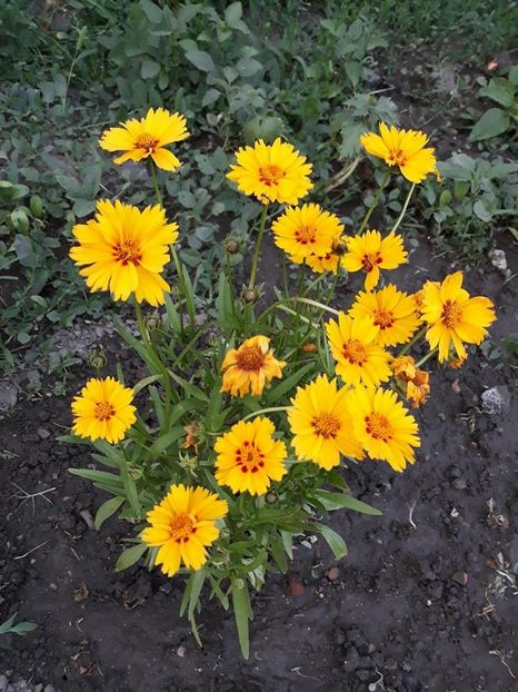 34190051_10205201778521611_4659936295210975232_n - Copie (2) - Copie - Copie - Copie - Copie - 2018 - În grădină