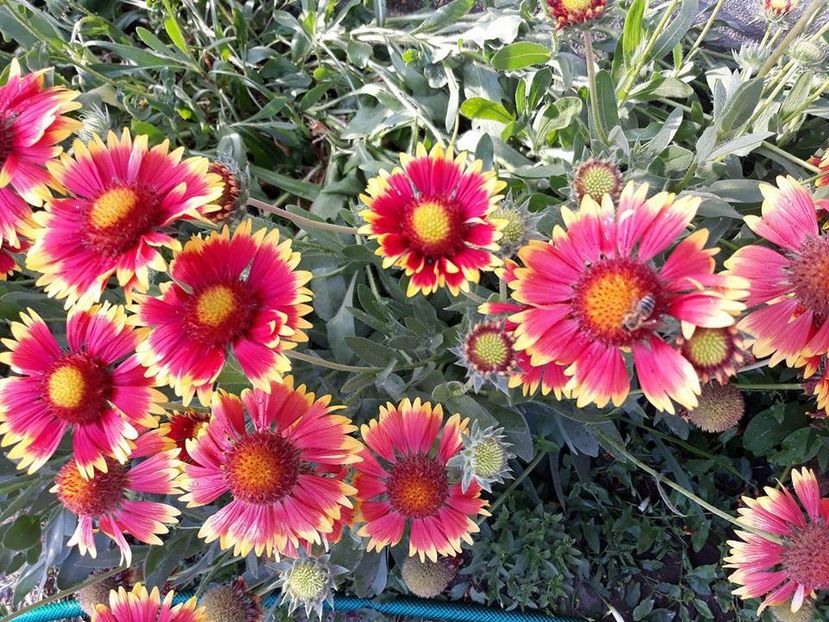 34189356_10205201778841619_4920521964038127616_n - Copie (3) - 2018 - În grădină