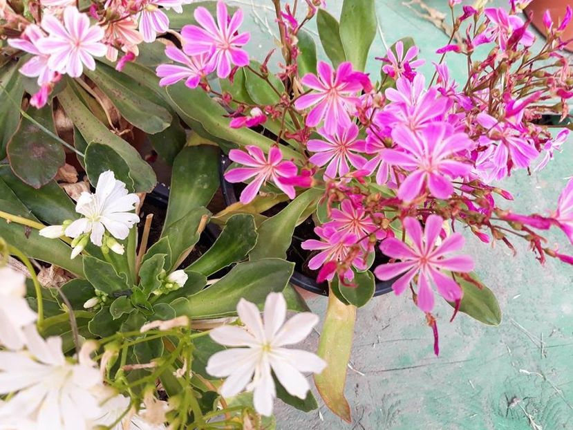 34274599_10205203712209952_4888038220140380160_n - Copie - Copie - Copie - 2018 - În grădină