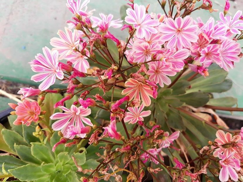  - 2018 - În grădină