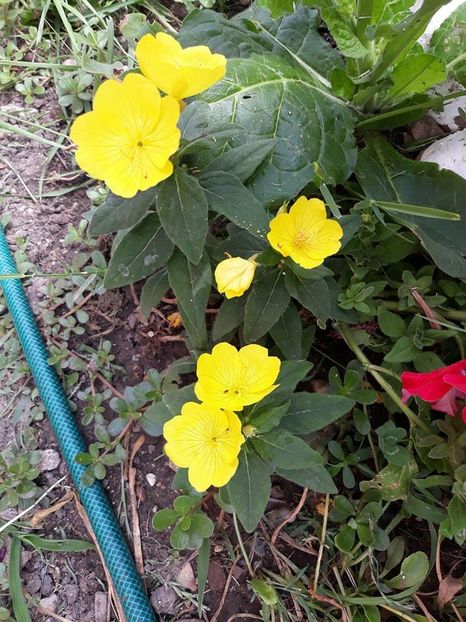 34193400_10205203713889994_3397559992901959680_n - Copie (2) - 2018 - În grădină