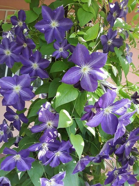  - 2018 - În grădină