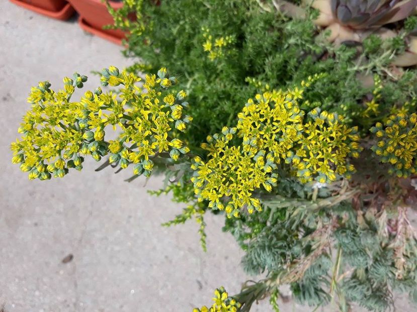 34199062_10205203714170001_1881045265893294080_n - Copie - Copie - Copie - 2018 - În grădină