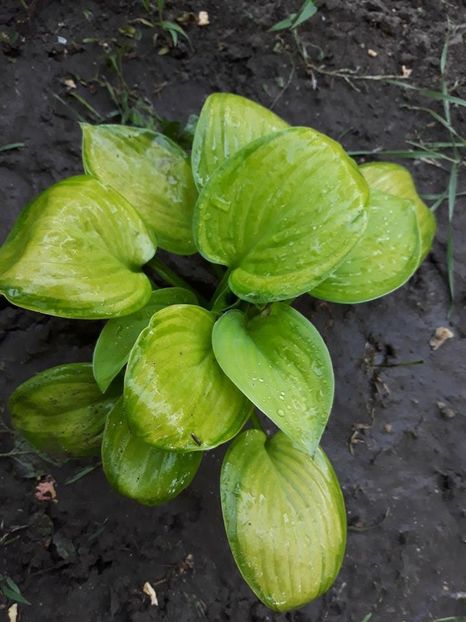 34199508_10205201777601588_2601365720142970880_n - Copie (2) - 2018 - În grădină