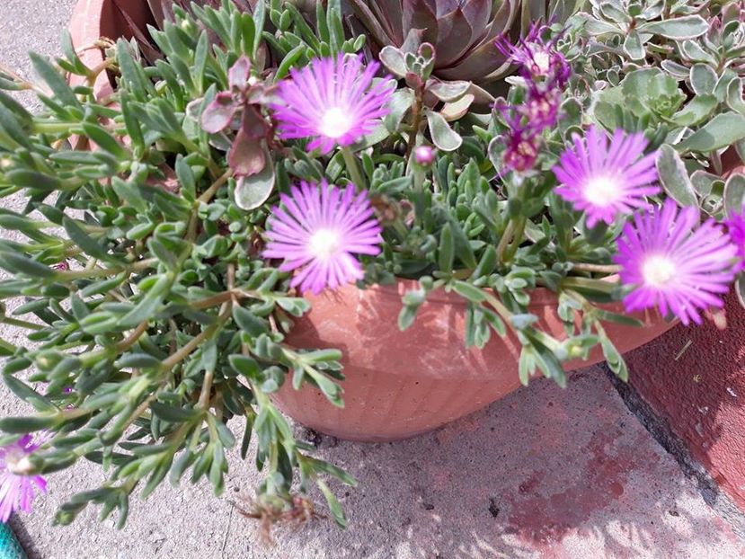  - 2018 - În grădină