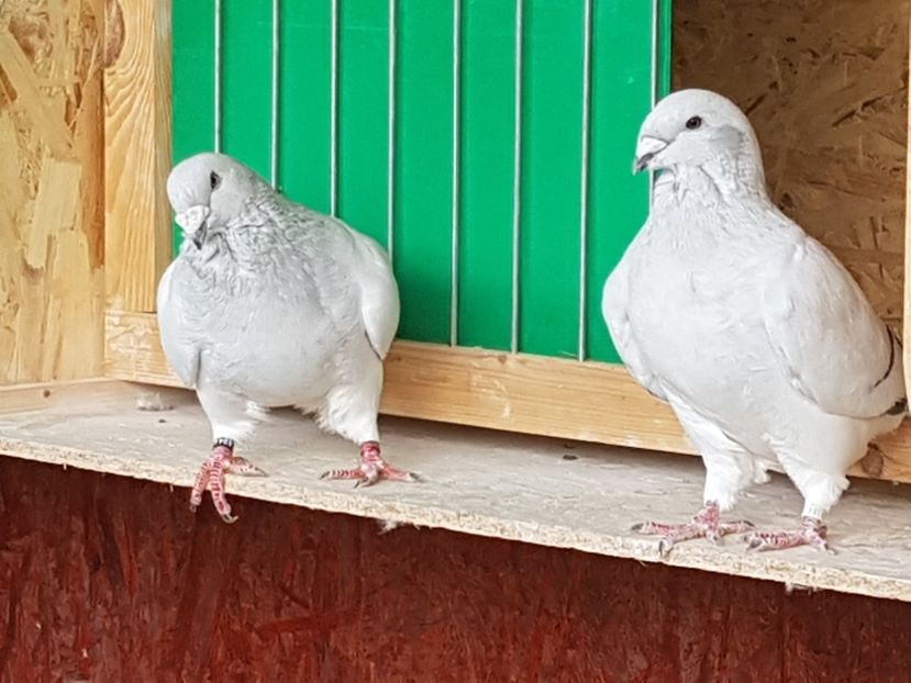 M-2016-4044&F-2015-4384 - 0-VRdF-2018