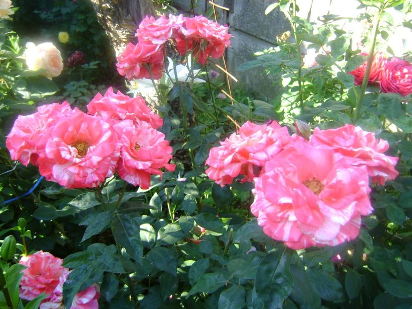 Nr.31 Dimov - 0 TRANDAFIRI 2018