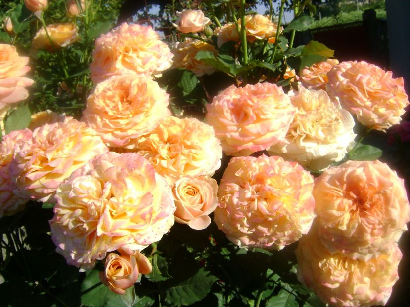 Villa cotta - 0 TRANDAFIRI 2018