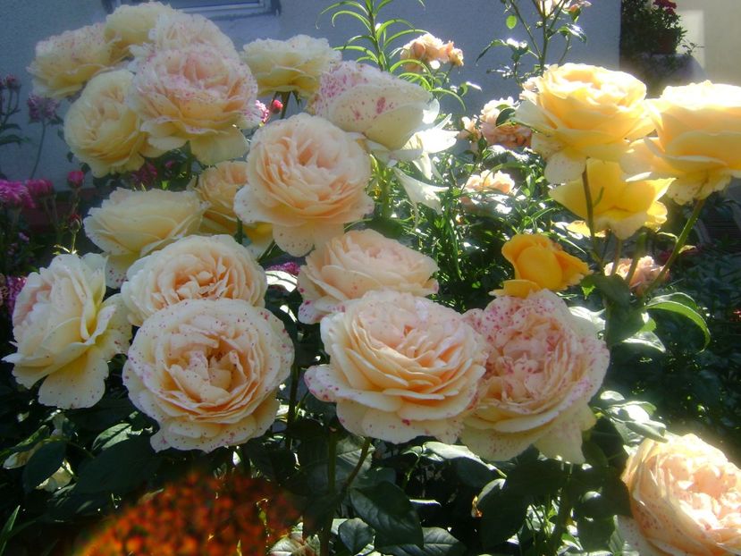 Candelight - 0 TRANDAFIRI 2018