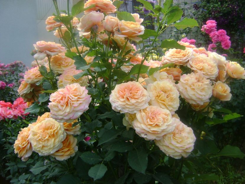 villa cotta - 0 TRANDAFIRI 2018