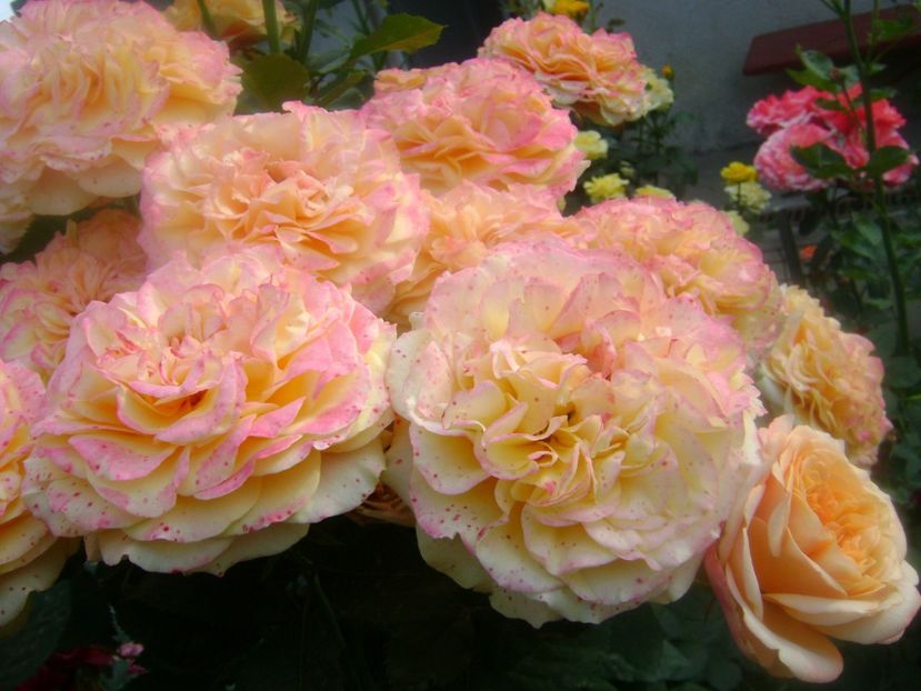 Villa cotta - 0 TRANDAFIRI 2018