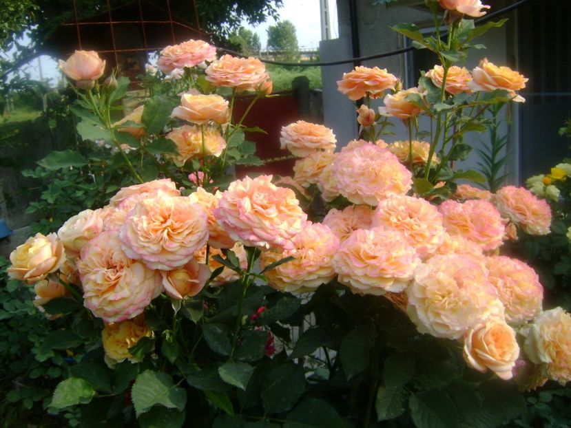 villa cotta - 0 TRANDAFIRI 2018