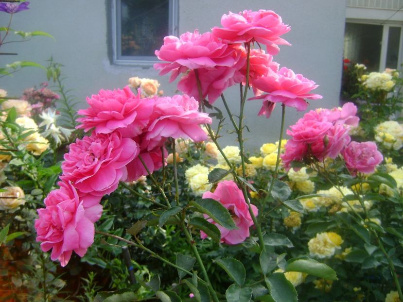 Fara nume - 0 TRANDAFIRI 2018