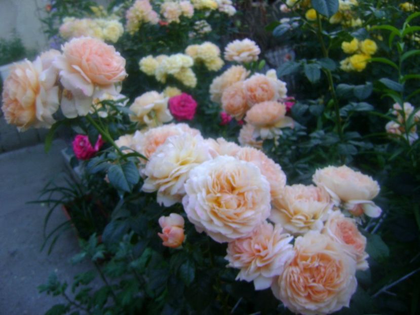 Capri - 0 TRANDAFIRI 2018