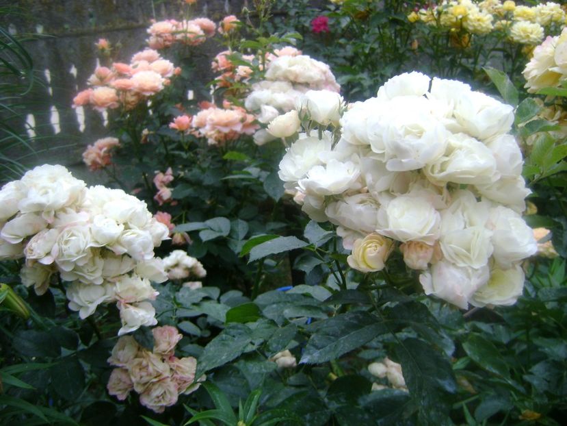 Boquet parfait - 0 TRANDAFIRI 2018