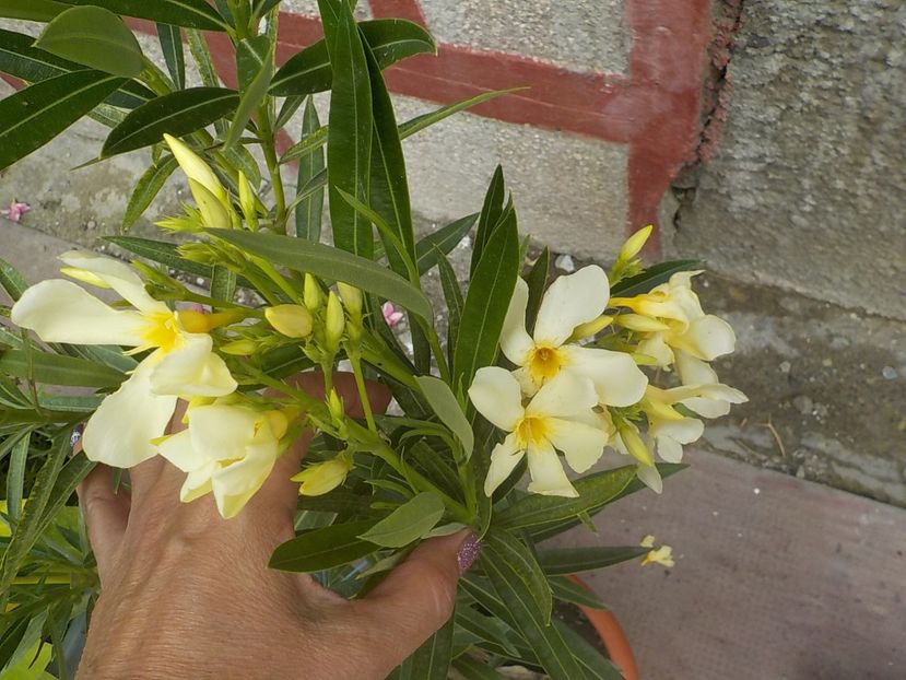  - maria gambeta nr 25