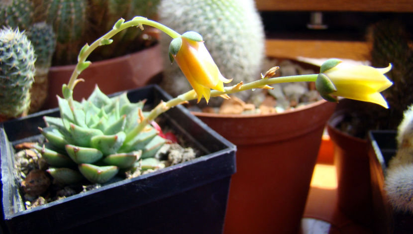 Echeveria Fabiola - 2018