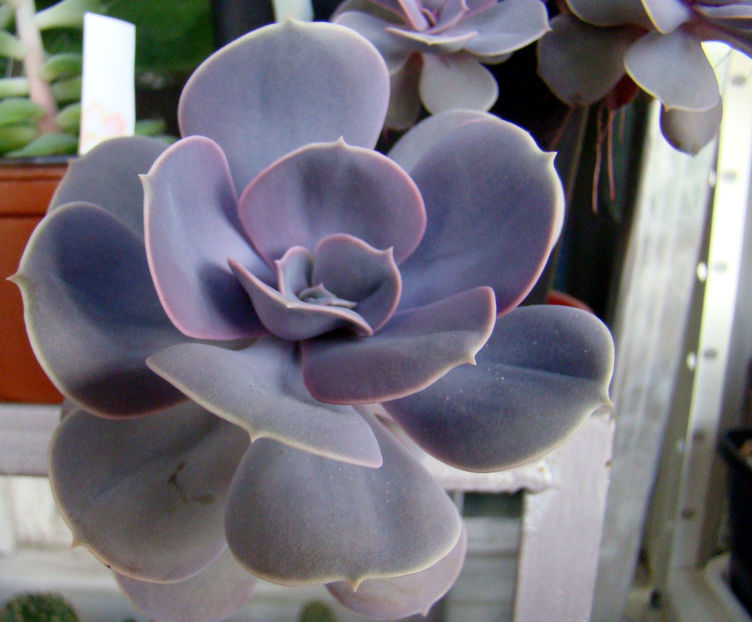 Echeveria Perle von Nurnberg - 2018