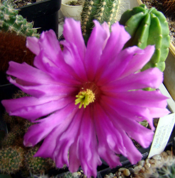 Echinocereus morricalii - 2018