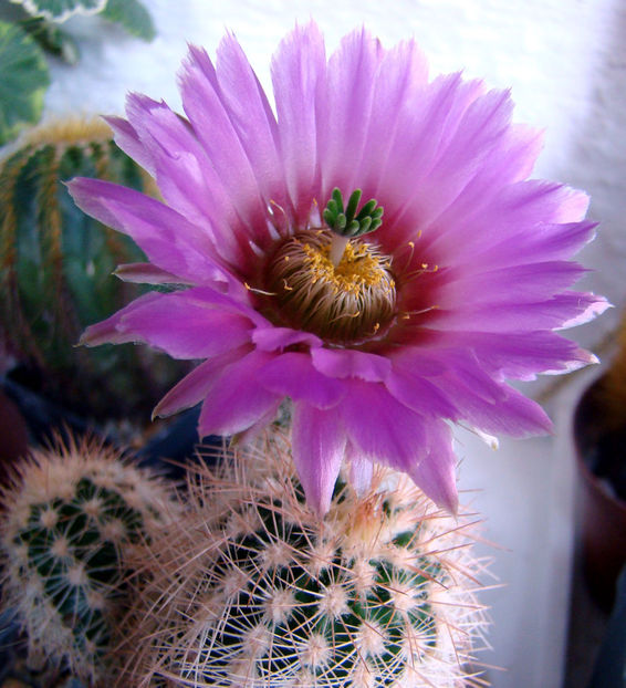Echinocereus reichenbachii - 2018