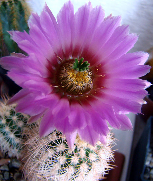 Echinocereus reichenbachii - 2018