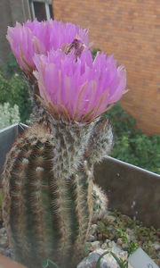 Echinocereus reichenbachii - 2018