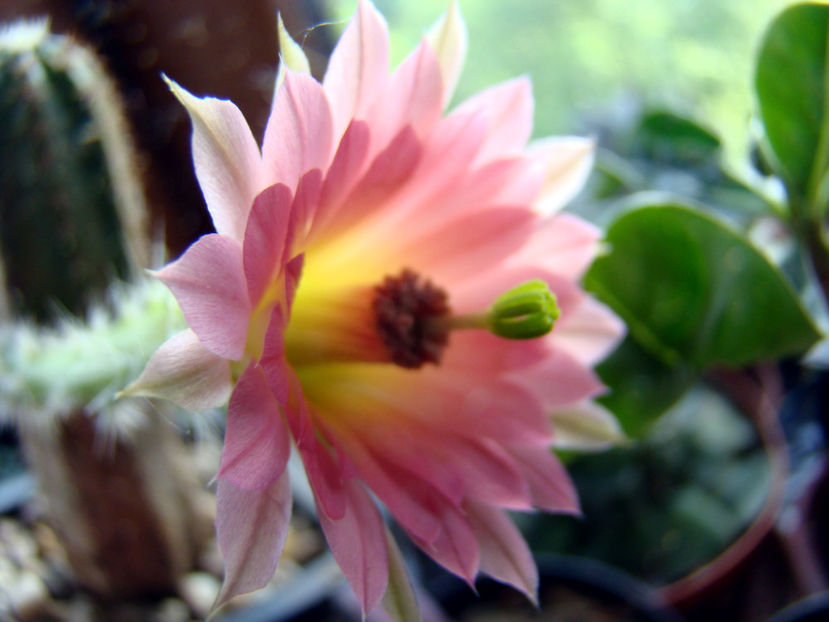 Echinocereus scheeri - 2018