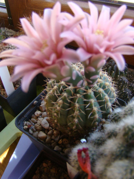 Gymnocalicium baldianum-hr - 2018