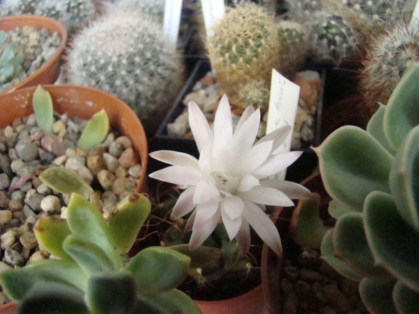 Gymnocalicium damsii - 2018