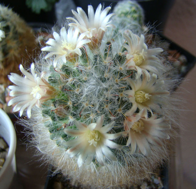 Mammillaria bocasana - 2018