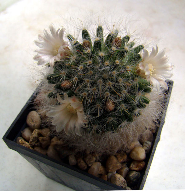 Mammillaria bocasana - 2018