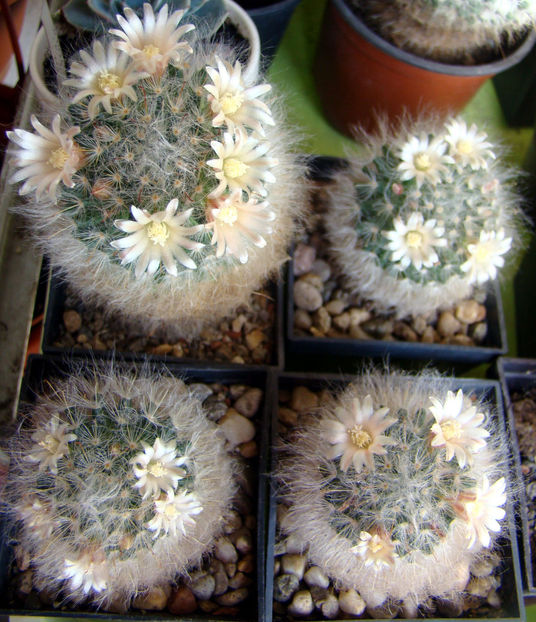 Mammillaria bocasana - 2018