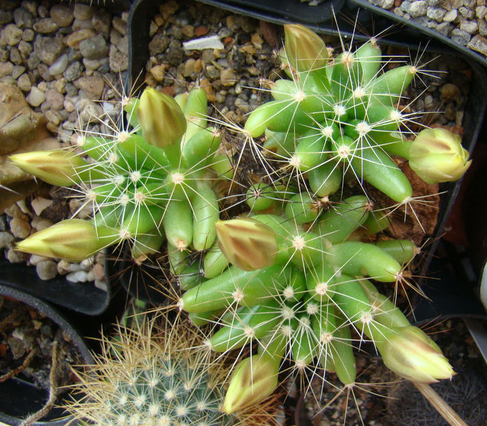 Mammillaria logimamma - 2018