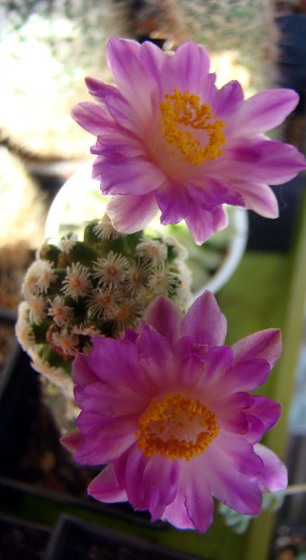 Mammillaria theresae - 2018