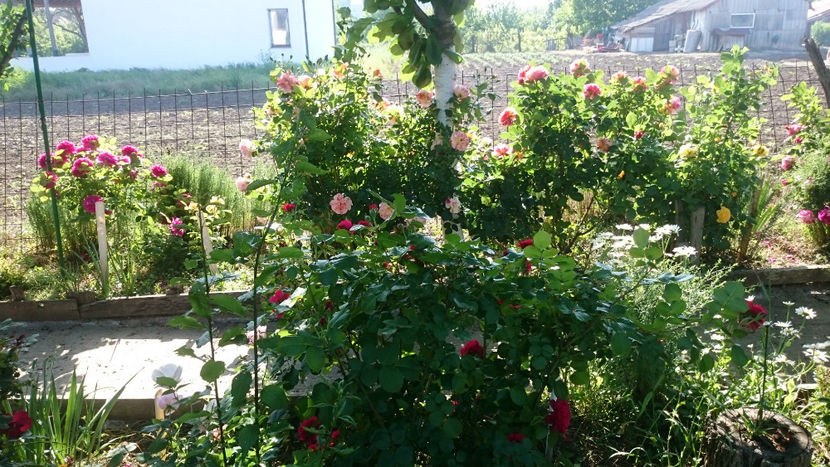  - Gradina si trandafirii 2018 - I Mai