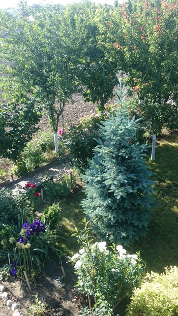  - Gradina si trandafirii 2018 - I Mai
