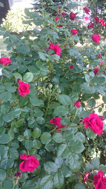 Red Leonardo da Vinci - Gradina si trandafirii 2018 - I Mai
