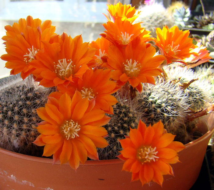 Rebutia flavistyla - 2018