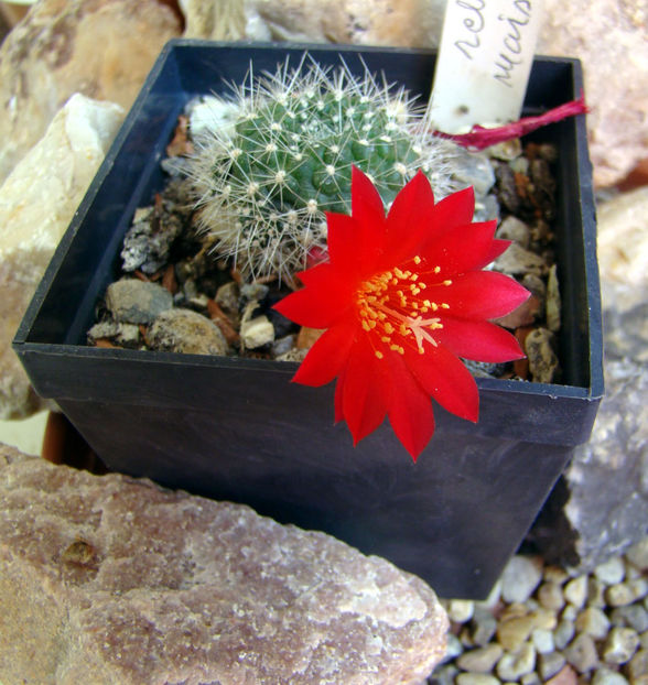 Rebutia marsoneri - 2018