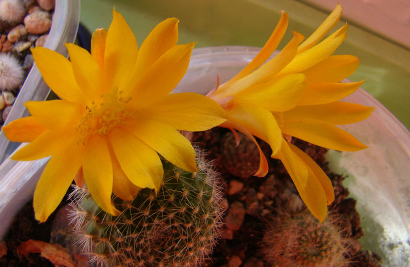 Rebutia marsoneri - 2018