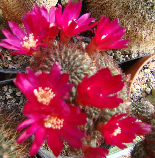 Suclorebutia mentosa - 2018