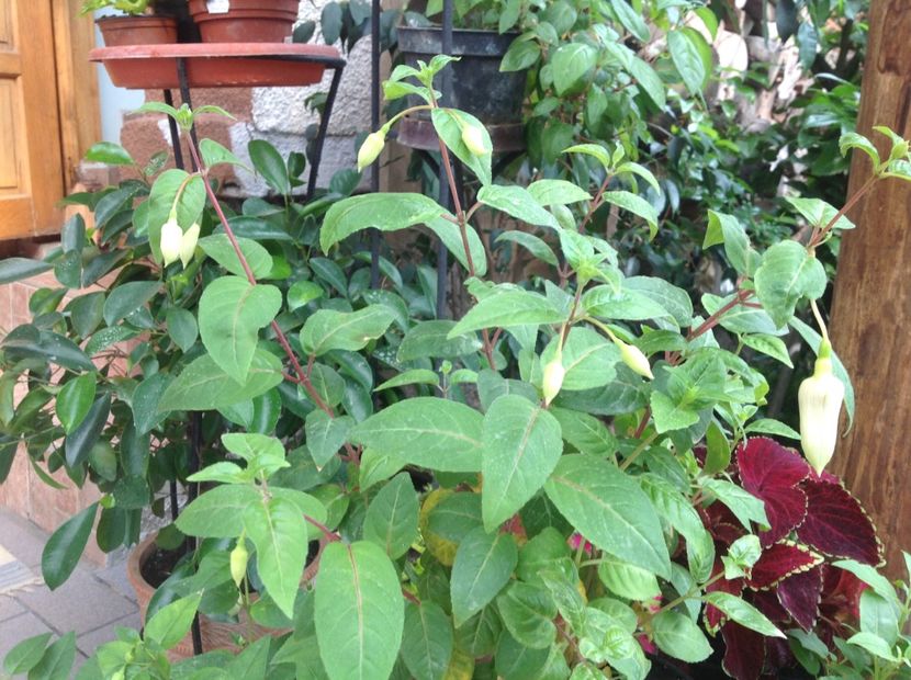  - Jollie La Grande Blue Satin