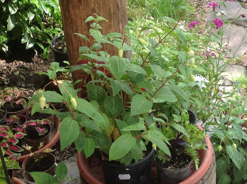  - Jollie La Grande Blue Satin