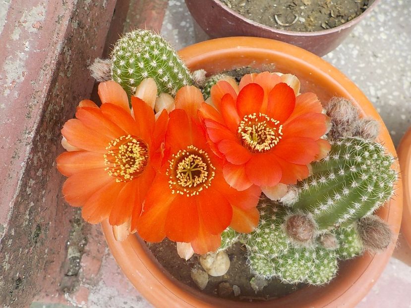  - Genul Rebutia