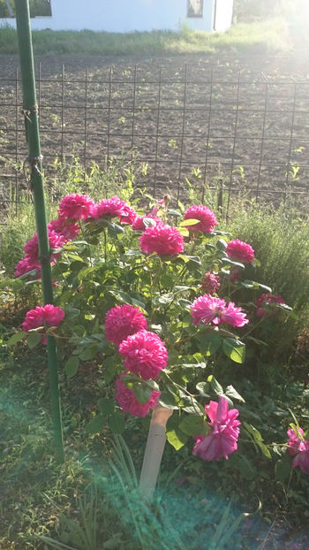 Sophy,s Rose - Gradina si trandafirii 2018 - I Mai