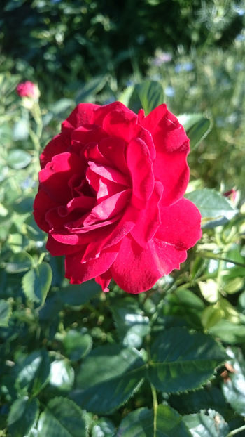 Anna Rosita - Gradina si trandafirii 2018 - I Mai
