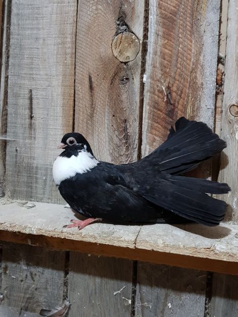  - negru trenat de bucuresti